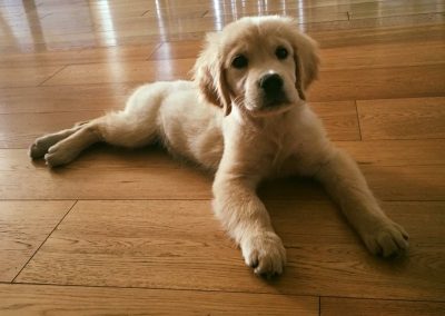 Cucciolo di Golden Retriever sdraiato su un pavimento in legno