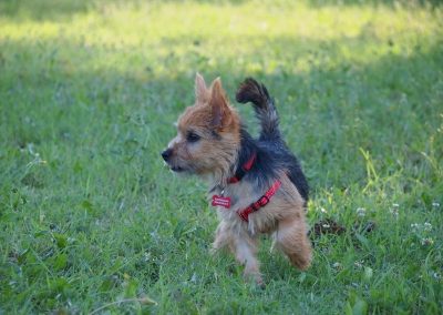 Piccolo Yorkshire Terrier corre vivace sull'erba con collare rosso