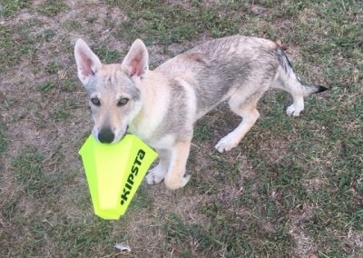 Cucciolo di Cane Lupo Cecoslovacco porta in bocca un frisbee giallo