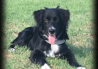 Cane meticcio nero e bianco sdraiato felice con la lingua di fuori