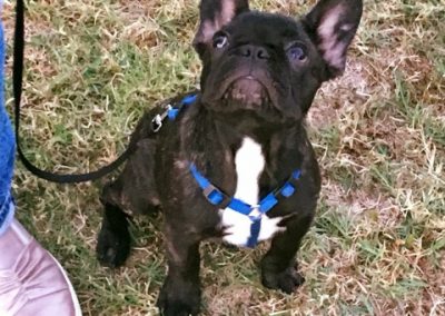 Cucciolo di Bouledogue Francese tigrato con pettorina blu al guinzaglio