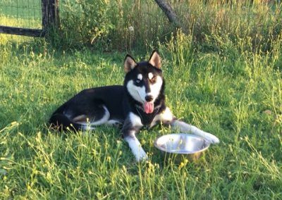 Husky bianco e nero sdraiato nell'erba alta accanto alla ciotola