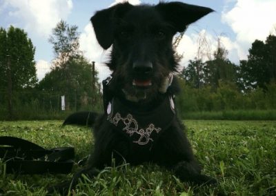 Cane nero a pelo ruvido sdraiato sull'erba con pettorina decorata