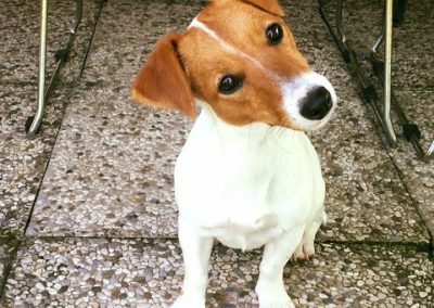 Jack Russell Terrier seduto attento sotto i tavoli con testa inclinata