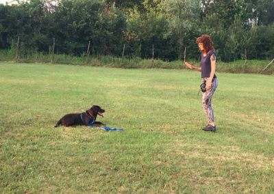 Educatrice insegna il resta a un Labrador nero sdraiato sul campo