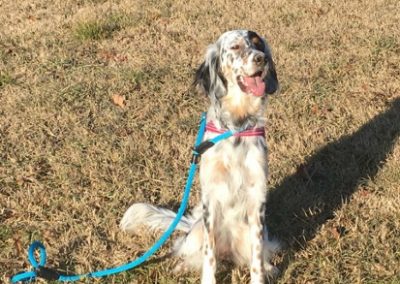 Setter Inglese seduto al guinzaglio azzurro sul prato del centro