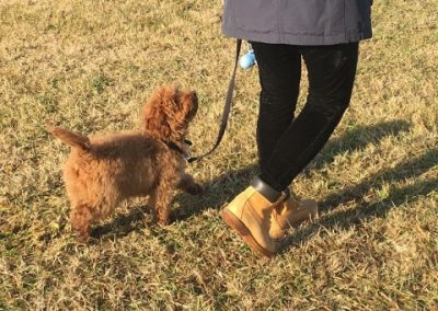 Cucciolo di Barboncino fulvo cammina al guinzaglio accanto alla proprietaria