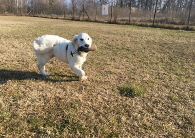 Golden Retriever bianco corre felice riportando un bastone sul campo