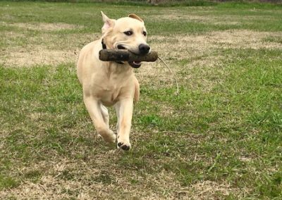 Labrador color sabbia corre felice sul prato riportando un bastone tra i denti