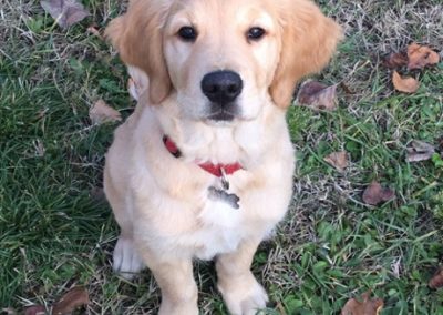 Cucciolo di Golden Retriever seduto sull'erba tra le foglie autunnali guarda l'obiettivo