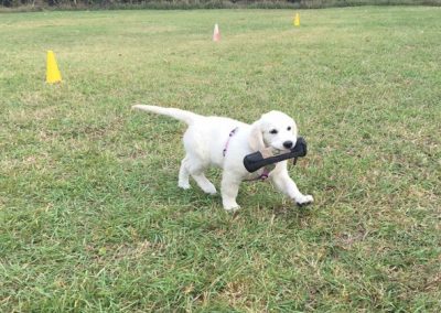 Cucciolo di Labrador bianco trotta sul campo riportando un riportello tra slalom di coni