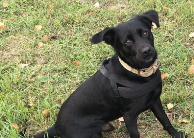 Cane meticcio nero con pettorina seduto sul prato che guarda con sguardo curioso