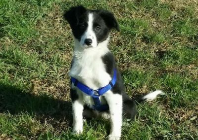 Cucciolo di Border Collie bianco e nero con pettorina blu seduto sul prato