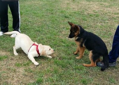 Due cuccioli, un Labrador chiaro e un Pastore Tedesco, socializzano in gioco sul campo