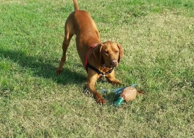 Cane Vizsla fulvo gioca con un riportello colorato sull'erba durante l'attività cinofila