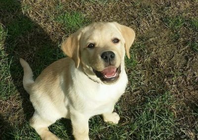 Cucciolo di Labrador color sabbia seduto al sole guarda l'obiettivo a bocca aperta