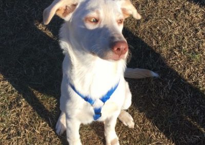 Cane bianco con pettorina blu seduto al sole sull'erba con sguardo attento