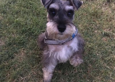 Schnauzer nano grigio seduto sul prato accanto alla ciotola guarda verso l'alto