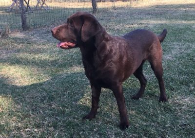 Labrador marrone cioccolato in piedi sul campo a bocca aperta tra gli alberi