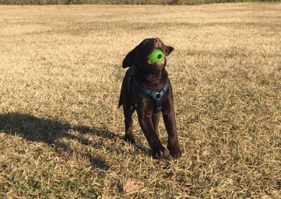 Labrador cioccolato corre sul prato afferrando al volo una pallina da tennis