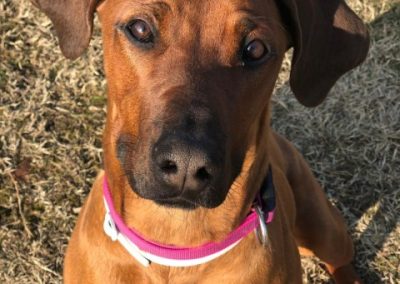 Cucciolo meticcio fulvo con collare rosa seduto al sole guarda l'obiettivo da vicino