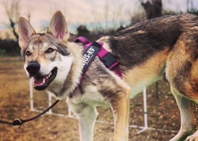Cane Lupo Cecoslovacco con pettorina su una pedana del campo di addestramento