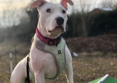 Cucciolo bianco tipo bulldog con pettorina su una piattaforma all'aperto al tramonto
