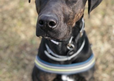 Cane nero attento seduto sul campo guarda dritto verso l'obiettivo dall'alto