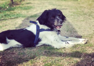 Cane bianco e nero a pelo lungo con pettorina disteso rilassato all'ombra sul prato