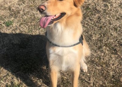 Cane fulvo tipo collie seduto al sole con la lingua di fuori sul campo