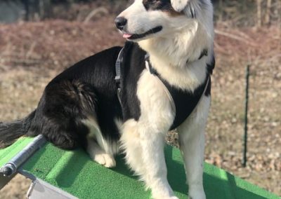 Cane Pastore Australiano tricolore in equilibrio su una pedana da agility al sole