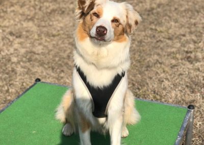 Pastore Australiano red merle seduto su una pedana da agility guarda l'obiettivo