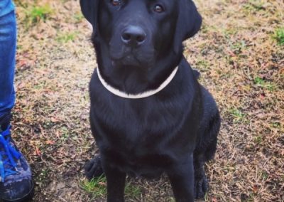 Labrador nero seduto accanto alle gambe del proprietario guarda l'obiettivo