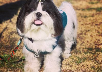 Shih tzu bianco e nero con fiocco e pettorina in piedi sull'erba
