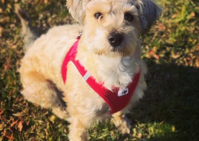 Cagnolino meticcio a pelo ruvido con pettorina rossa seduto sul prato
