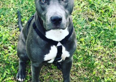 Cane tipo pit bull grigio dagli occhi chiari seduto attento sul prato verde