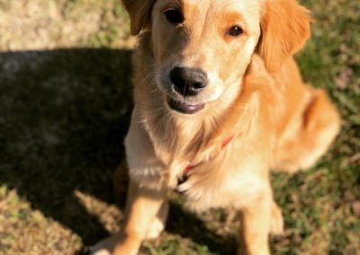Golden retriever giovane seduto sul prato osserva curioso l'obiettivo