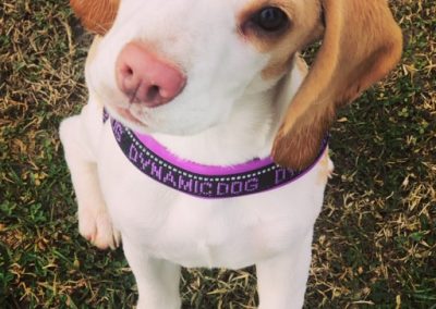 Cucciolo di beagle seduto sul prato indossa un collare colorato del centro cinofilo