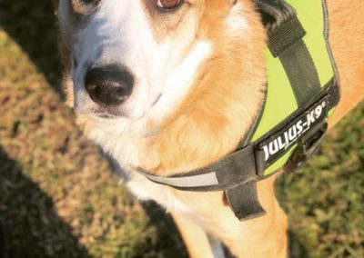 Meticcio dal muso bianco con pettorina verde guarda l'obiettivo sul prato