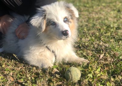 Cucciolo di pastore australiano blue merle disteso sull'erba accanto a una pallina