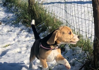 Cucciolo di beagle gioca nella neve lungo la recinzione del campo