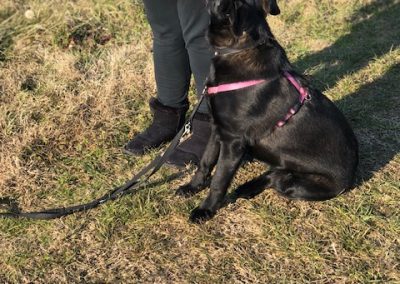 Cane nero seduto guarda la conduttrice in piedi durante l'esercizio di attenzione