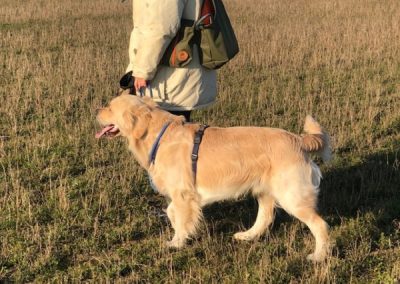 Golden retriever cammina al guinzaglio accanto al proprietario in un campo aperto