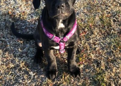 Cucciolo nero tigrato seduto sull'erba con pettorina rosa al sole