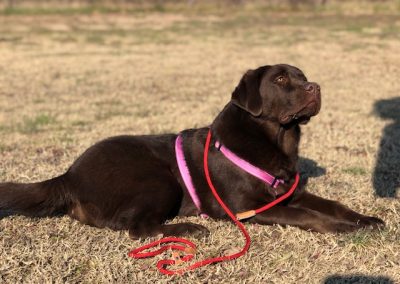 Labrador cioccolato disteso sul prato con pettorina e guinzaglio rosso