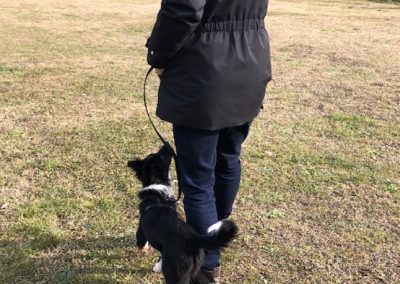 Conduttrice cammina sul campo con un cane nero al guinzaglio durante la lezione