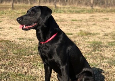 Labrador nero adulto seduto di profilo sul prato con collare rosso