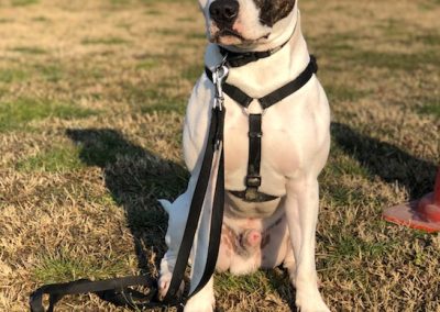 American staffordshire terrier bianco e tigrato seduto con pettorina e lunga al guinzaglio