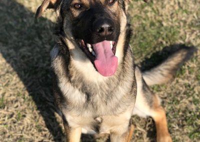 Cane meticcio simile a pastore tedesco seduto sorridente con lingua fuori