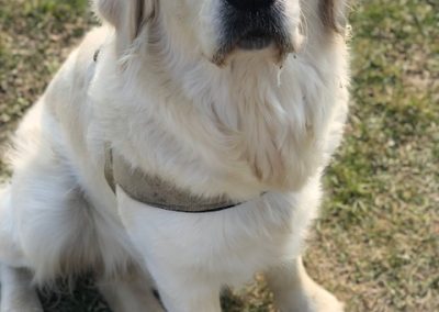 Golden retriever dal pelo chiaro seduto tranquillo sul prato verde